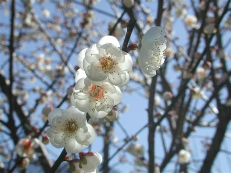 平地種梅樹|台灣第一個平地花梅新品種 台農花梅1號「純香」